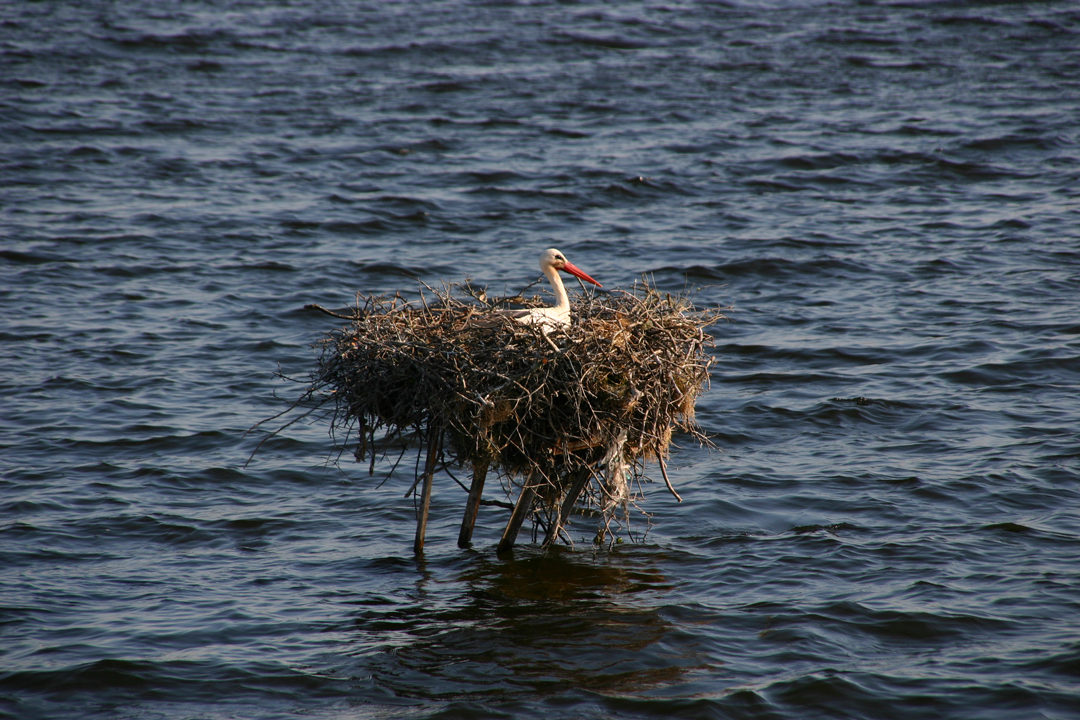 Storch auf dem Alqueva-See